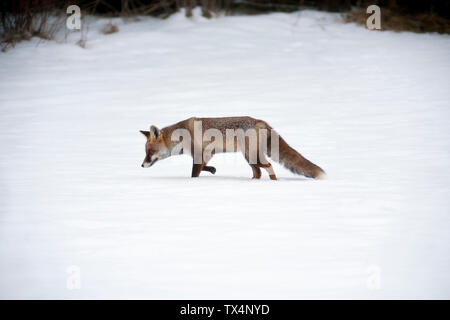 Red Fox in inverno Foto Stock