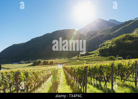 L'Italia, Alto Adige, Ueberetsch, vigneti con uve blu nella luce del sole Foto Stock