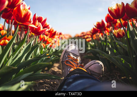 Germania, una donna in piedi in un campo di tulipani Foto Stock