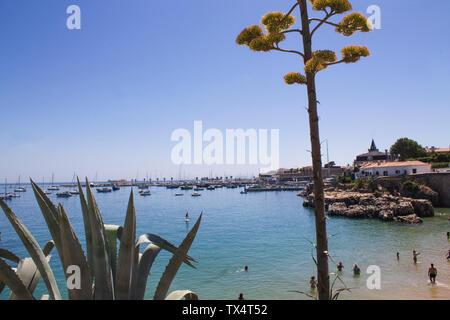 Vista della costa di Cascais con Aloe fiori di Lisbona - Portogallo Foto Stock