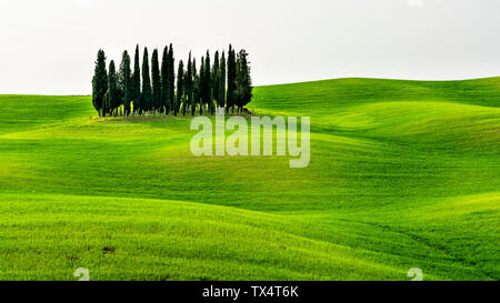 L'Italia, Toscana, SCENIC CON Cypress Grove Foto Stock