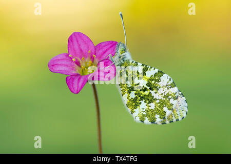 La Scozia, Punta arancione farfalla, femmina, Anthocharis cardamines, seduto sul fiore Foto Stock