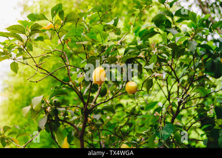 Lemon Tree con i limoni durante la fioritura e la maturazione in un giardino di primavera. Foto Stock