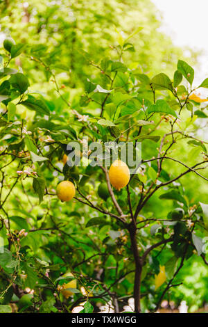 Lemon Tree con i limoni durante la fioritura e la maturazione in un giardino di primavera. Foto Stock