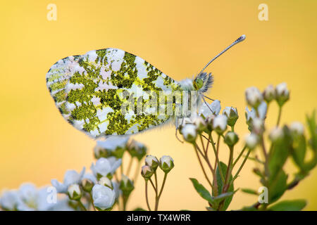 La Scozia, Punta arancione farfalla, femmina, Anthocharis cardamines, seduto sul fiore Foto Stock