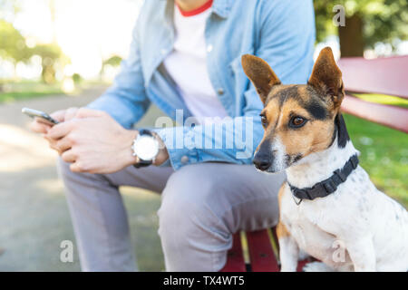 Ritratto di cane attento seduto su una panchina nel parco accanto al suo proprietario Foto Stock