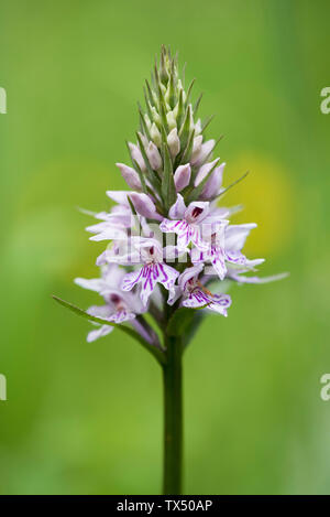 Flower Spike della comune spotted-orchidea Dactylorhiza fuchsii, Peak District, Inghilterra Foto Stock