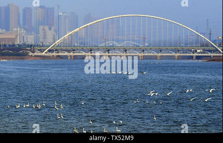 (190624) -- ZHENGZHOU, Giugno 24, 2019 (Xinhua) -- cigni sorvolare il Sanmenxia Swan Lake membro Urban Wetland Park in città Sanmenxia, centrale cinese della Provincia di Henan, nel febbraio 20, 2019. Situato nella parte centrale della Cina Henan risiede nella metà di portata inferiore del fiume giallo, il paese è il secondo fiume più lungo. Oltre che per la sua abbondanza di storici e risorse culturali nonché paesaggi naturali, Henan, come principale provincia agricola, è anche considerato come una grande area di produzione dei prodotti agricoli in Cina. Prendendo le idee di "Lucid acque e lussureggianti montagne sono inestimabili beni", Henan Foto Stock