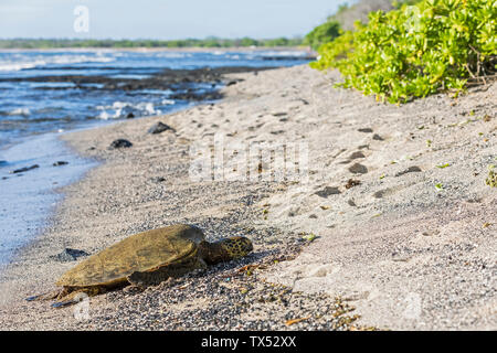 Stati Uniti d'America, Hawaii, Big Island, tartaruga verde sulla spiaggia a Honokohau piccola barca porto Foto Stock
