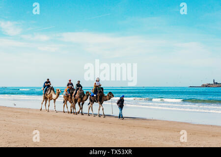 I turisti sui cammelli sulla spiaggia. Turismo in Marocco, Algeria, Tunisia. Viaggiare in Asia concetto Foto Stock