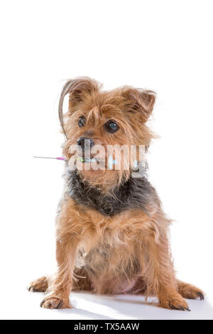 Concetto di vaccinazione di cani : Yorkshire Terrier cane e la siringa nella sua bocca contro uno sfondo bianco Foto Stock