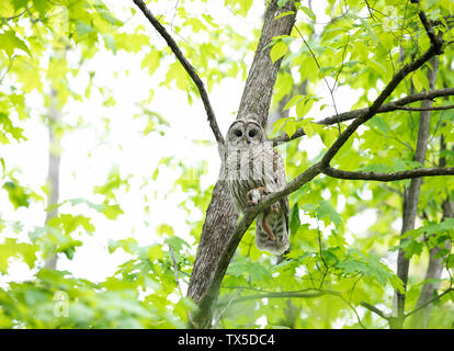 Bloccate allocco (Strix varia) appollaiato su un ramo in primavera foresta con un appena catturati scoiattolo in Canada Foto Stock