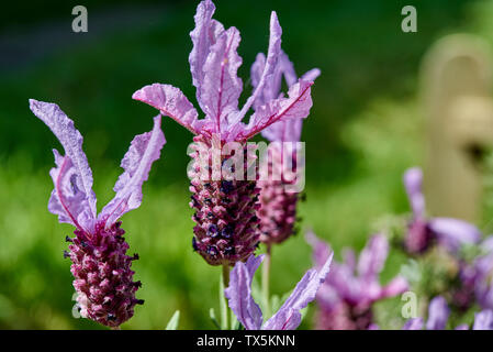 Bella viola francese di fiori di lavanda su una soleggiata giornata di primavera. Foto Stock