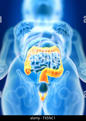 3D Rendering accurato dal punto di vista medico illustrazione di un femmine colon Foto Stock