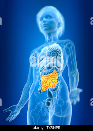 3D Rendering accurato dal punto di vista medico illustrazione di un femmine intestino tenue Foto Stock