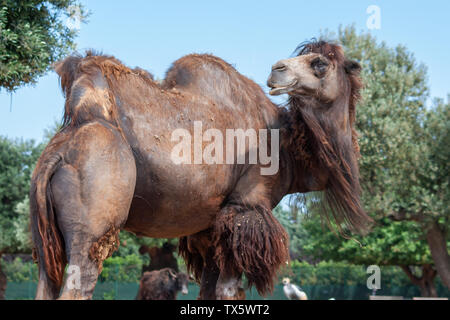 Cammello con un colore marrone scuro coat, in barba al vento, preso in una giornata di sole Foto Stock