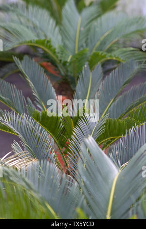 Foglie di palma Cycas revoluta palm in vasi di Mallorca, Spagna. Foto Stock