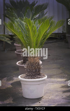 Foglie di palma Cycas revoluta palm in vasi di Mallorca, Spagna. Foto Stock