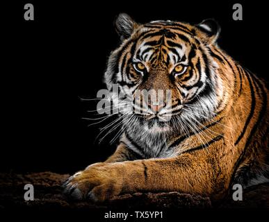 Fotografia della tigre (Panthera tigris) Foto Stock