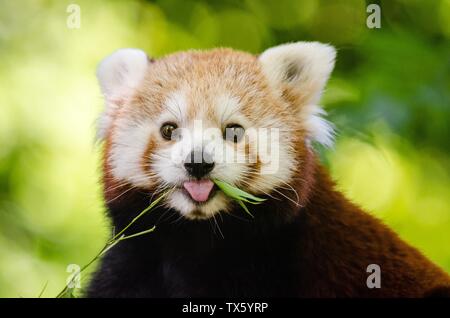 Panda rosso, Ailurus fulgens, raccoon e sostenere le famiglie Foto Stock