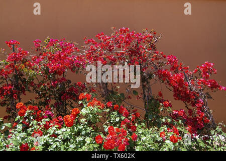 Rosso fiori di bouganville contro di terracotta parete marrone in una giornata di sole in Mallorca, Spagna Foto Stock