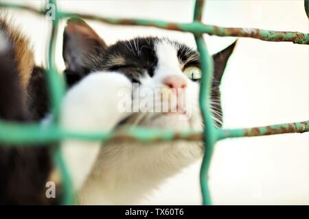 Cat paw graffi dietro l'orecchio vicino. Le pulci e zecche negli animali domestici. Foto Stock