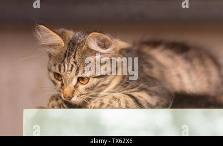 Bellissimo gattino grigio seduti sulla veranda in estate Foto Stock