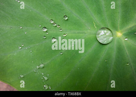 Le foglie di piante verdi sono coperti con perle di acqua. Foto Stock