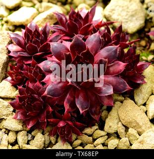 Primo piano di un rosone di Sempervivum diavolo rosso. Foto Stock
