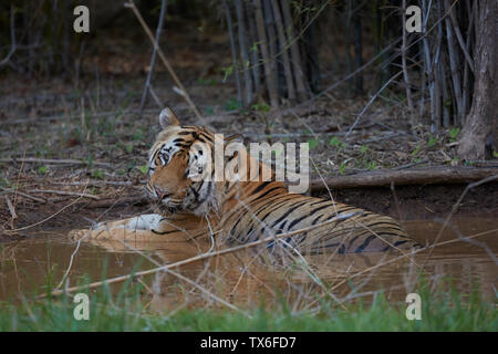 Matkasur enorme tigre maschio a Tadoba foresta. Foto Stock