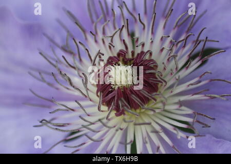 Anemone giapponese Foto Stock