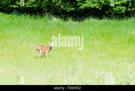 Capriolo in piedi in un campo Foto Stock