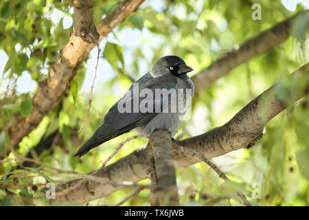 Giovani la cornacchia occidentale (Corvus monedula) seduto su un ramo di un Unione ortica tree (Celtis australis) e guardando curiosamente per la fotocamera Foto Stock