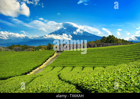 Fuji montagne e green tea plantation a Shizuoka, Giappone. Foto Stock