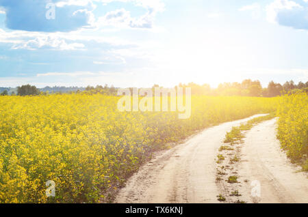 Di colore giallo brillante canola field sotto il cielo blu giorno di estate Foto Stock