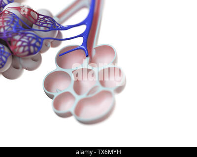 3d reso illustrazione degli alveoli umana Foto Stock