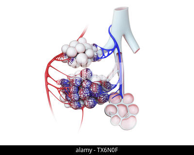 3d reso illustrazione degli alveoli umana Foto Stock