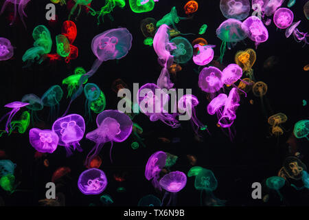 Meduse colorate sott'acqua. Medusa in movimento in acqua. Foto Stock