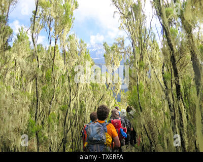 Il Monte Kilimanjaro / Tanzania: 4 gennaio 2016: le braci del gruppo spedizione al monte Kilimanjaro escursione attraverso la alta foresta alpina sulla Umbwe Route t Foto Stock