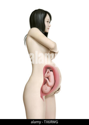 3D Rendering accurato dal punto di vista medico illustrazione di una gravidanza donna asiatica - Settimana 37 Foto Stock