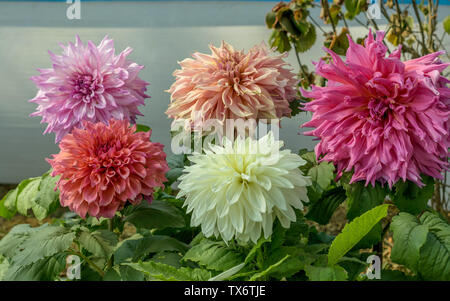 Rosa Bianco e rosso fiore Guldavari, impianto di piante erbacee perenni sun amorevole pianta fiorisce in primavera a tarda estate. Molto popolare di fiore per ga Foto Stock