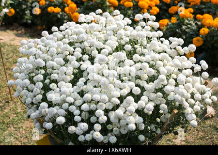 Bianco (Guldavari crisantemo) di fiori, piante erbacee perenni. Si tratta di un sole amorevole pianta fiorisce in primavera a tarda estate. Un molto popolare Foto Stock