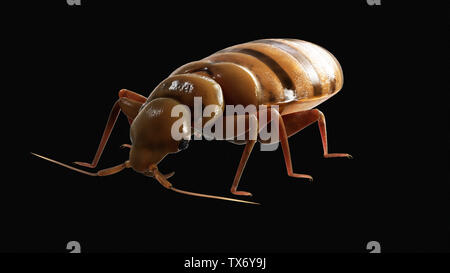 3D Rendering accurato dal punto di vista medico illustrazione di un bedbug Foto Stock