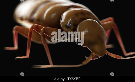 3D Rendering accurato dal punto di vista medico illustrazione di un bedbug Foto Stock