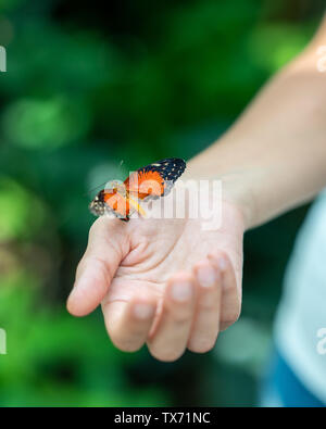 Farfalla sulla donna contro mano naturale sfondo verde Foto Stock