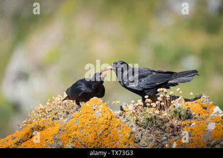 Adulto Cornish gracchio corallino alimentare uno dei suoi giovani Foto Stock