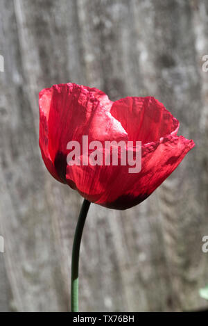 Un bel rosso papavero da oppio di fiore in fiore in un giardino in Alsager Cheshire England Regno Unito Regno Unito Foto Stock
