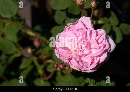 Coral Rose fiore nel giardino delle rose. Vista dall'alto. Soft focus. Foto Stock