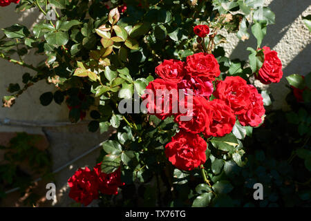 Coral Rose fiore nel giardino delle rose. Vista dall'alto. Soft focus. Foto Stock