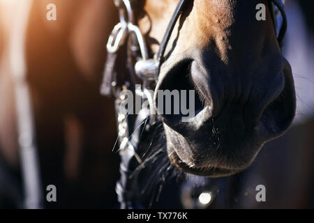 Naso scuro di una bellissima baia a cavallo e la cui bocca di bit e indossa una briglia e il cui pelo brilla e brilla sotto la luce diretta del sole. Foto Stock